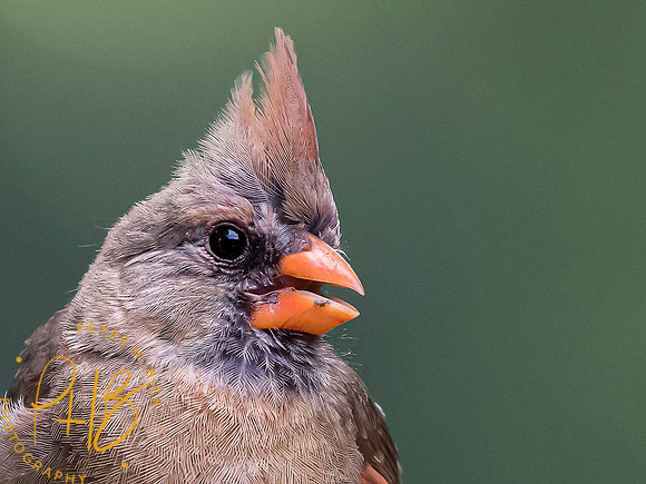 Indiana Birds and Wildlife 7444-Edit