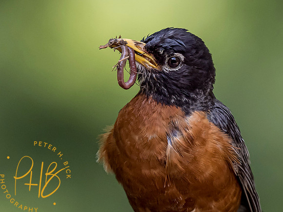 Indiana Birds and Wildlife 7463-Edit