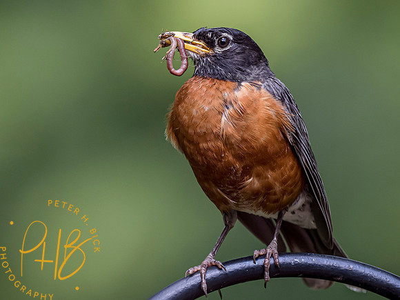 Indiana Birds and Wildlife 7469-Edit
