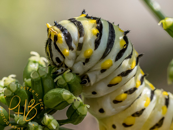 Indiana Birds and Wildlife 7485-Edit