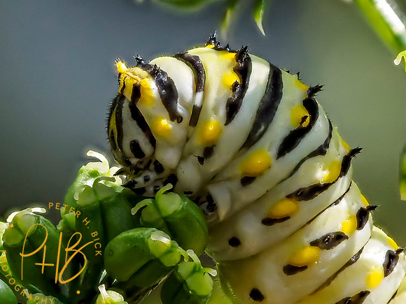 Indiana Birds and Wildlife 7509-Edit