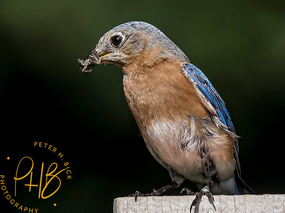 Indiana Birds and Wildlife 7516-Edit