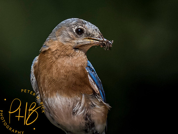 Indiana Birds and Wildlife 7526-Edit