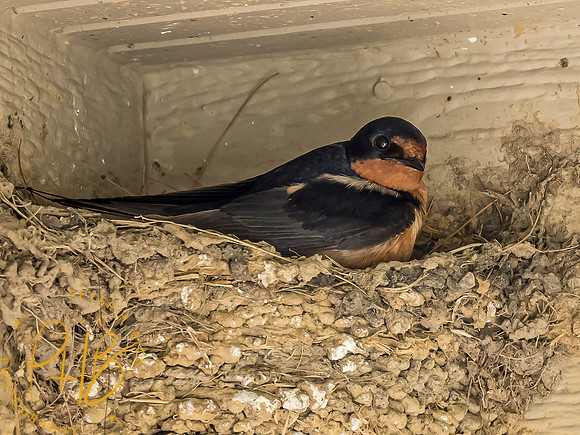 Indiana Birds and Wildlife 7536-Edit