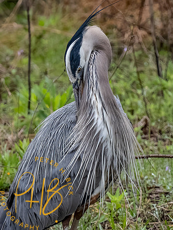 Florida 3-21 0097-Edit