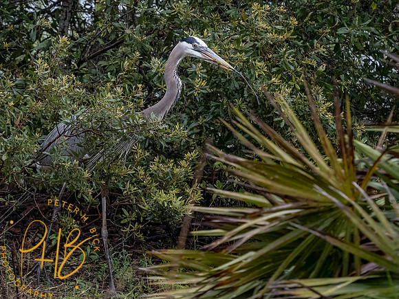 Florida 3-21 0108-Edit
