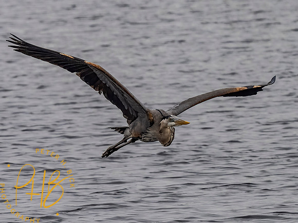 Florida 3-21 0146-Edit