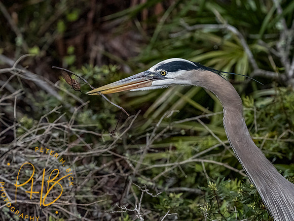 Florida 3-21 0166-Edit