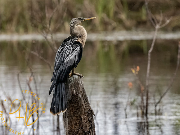 Florida 3-21 0169-Edit