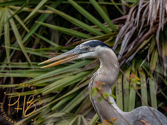 Florida 3-21 0202-Edit