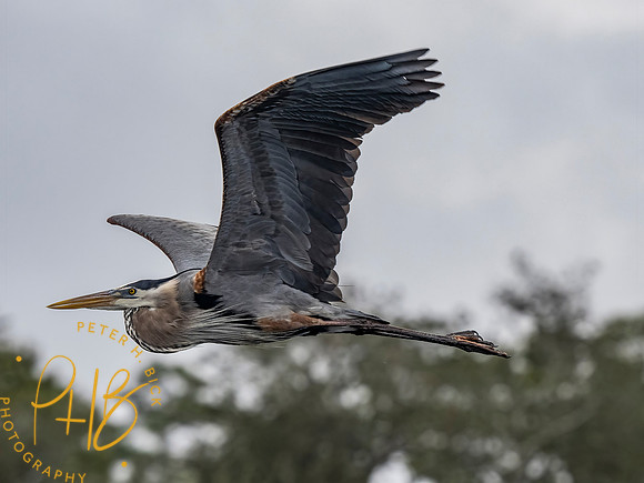 Florida 3-21 0205-Edit