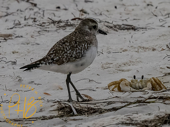 Florida 3-21 0305-Edit