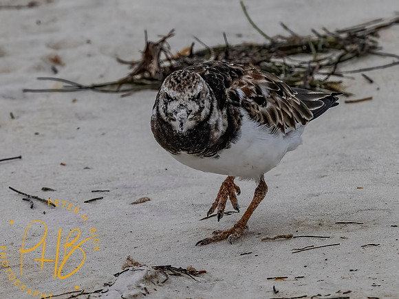 Florida 3-21 0314-Edit