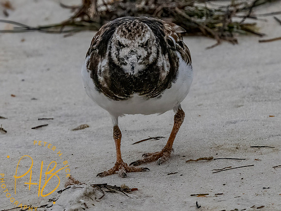 Florida 3-21 0315-Edit