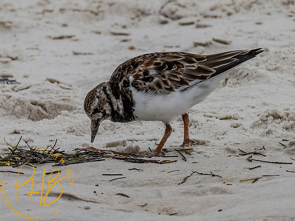 Florida 3-21 0346-Edit