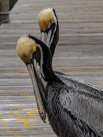 Florida 3-21 0368-Edit