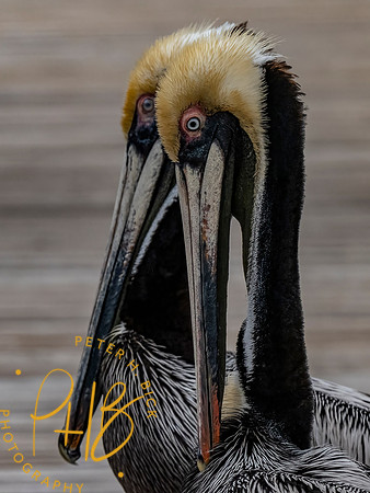 Florida 3-21 0376-Edit