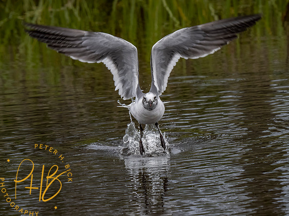 Florida 3-21 0431-Edit-Edit