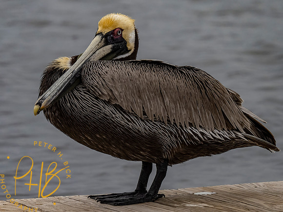 Florida 3-21 0442-Edit