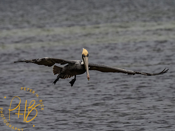 Florida 3-21 0459-Edit