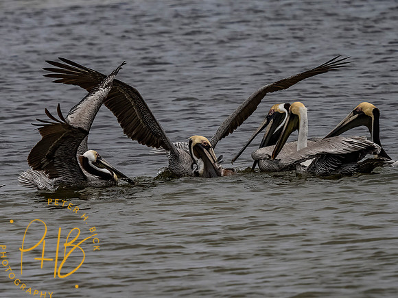 Florida 3-21 0463-Edit
