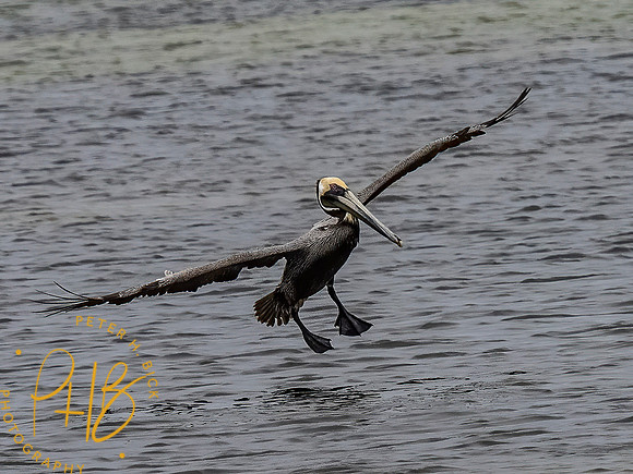 Florida 3-21 0476-Edit