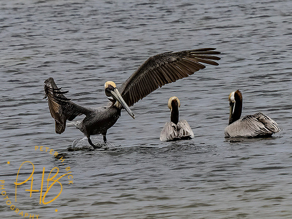 Florida 3-21 0480-Edit