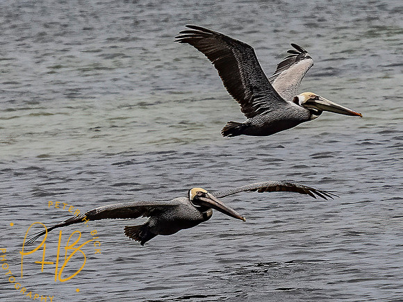 Florida 3-21 0483-Edit