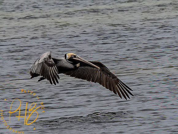 Florida 3-21 0485-Edit