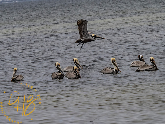 Florida 3-21 0489-Edit