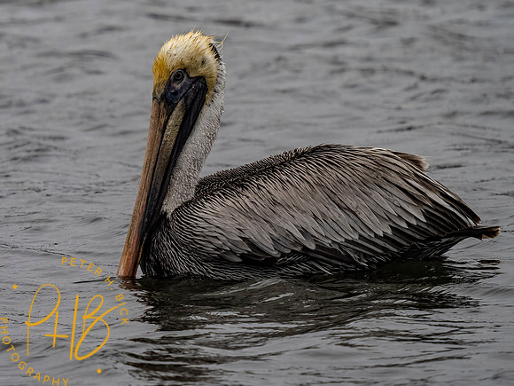 Florida 3-21 0497-Edit
