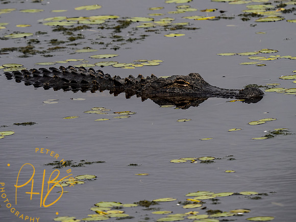 Florida 3-21 0540-Edit