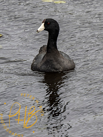 Florida 3-21 0554-Edit