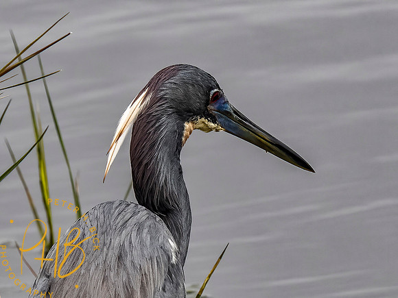 Florida 3-21 0594-Edit