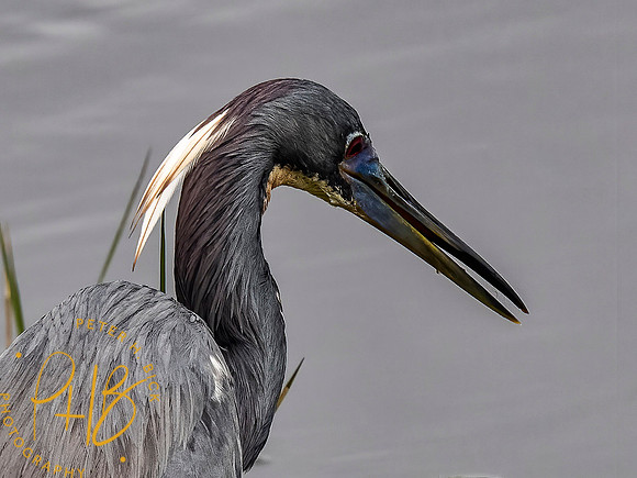 Florida 3-21 0595-Edit
