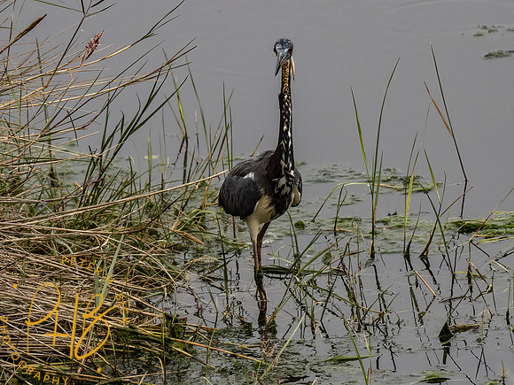 Florida 3-21 0603-Edit