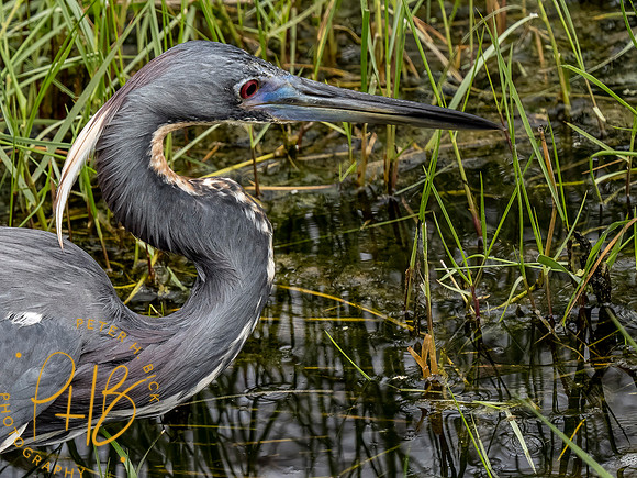 Florida 3-21 0615-Edit