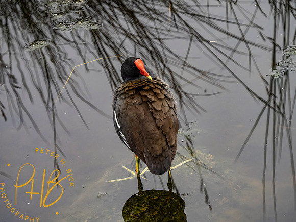 Florida 3-21 0622-Edit