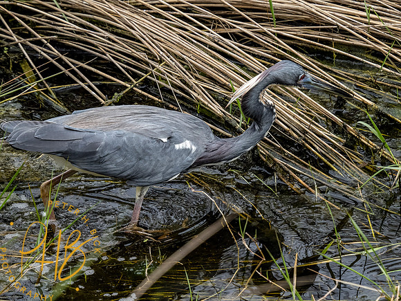 Florida 3-21 0636-Edit
