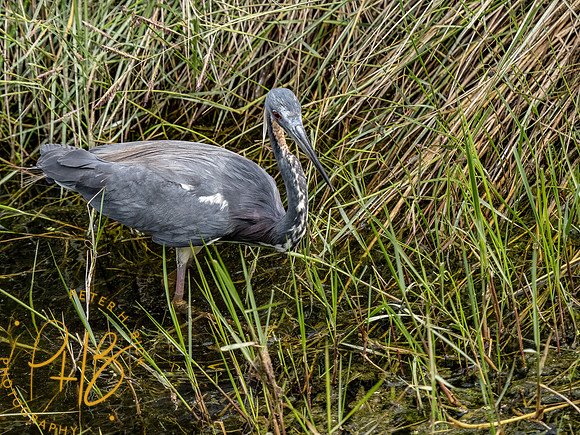 Florida 3-21 0642-Edit