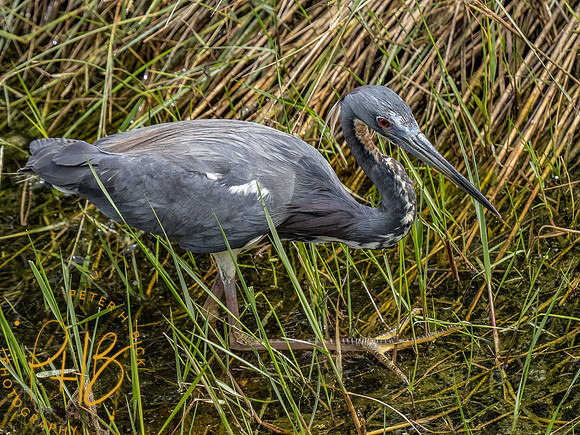 Florida 3-21 0644-Edit