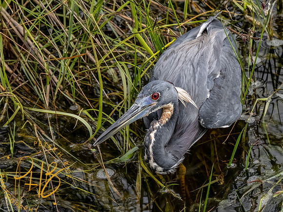 Florida 3-21 0654-Edit
