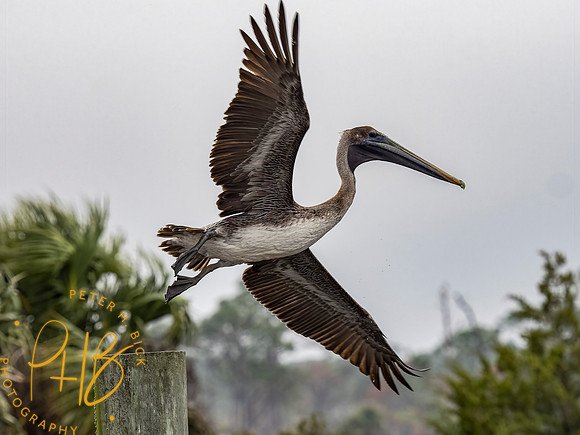 Florida 3-21 0674-Edit