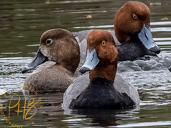 Florida 3-21 0708-Edit