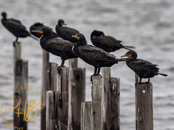 Florida 3-21 0740-Edit