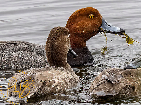 Florida 3-21 0768-Edit