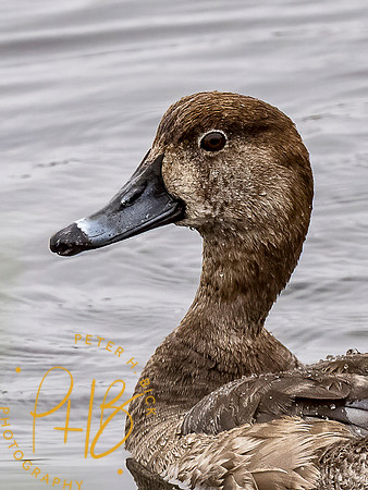 Florida 3-21 0774-Edit