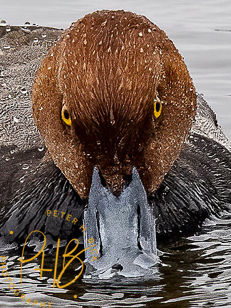 Florida 3-21 0796-Edit-2