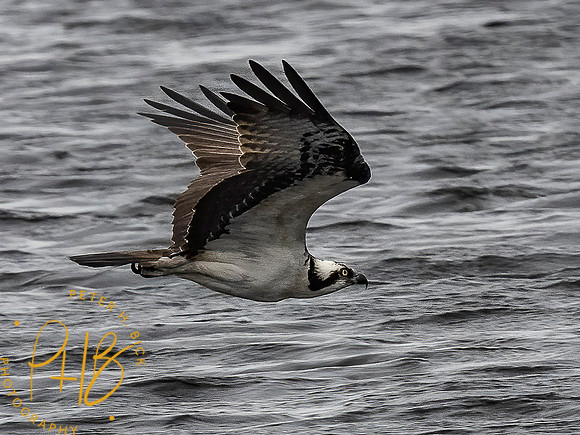 Florida 3-21 0903-Edit