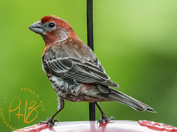 Indiana Birds and Wildlife 2025 8161-Edit-Edit